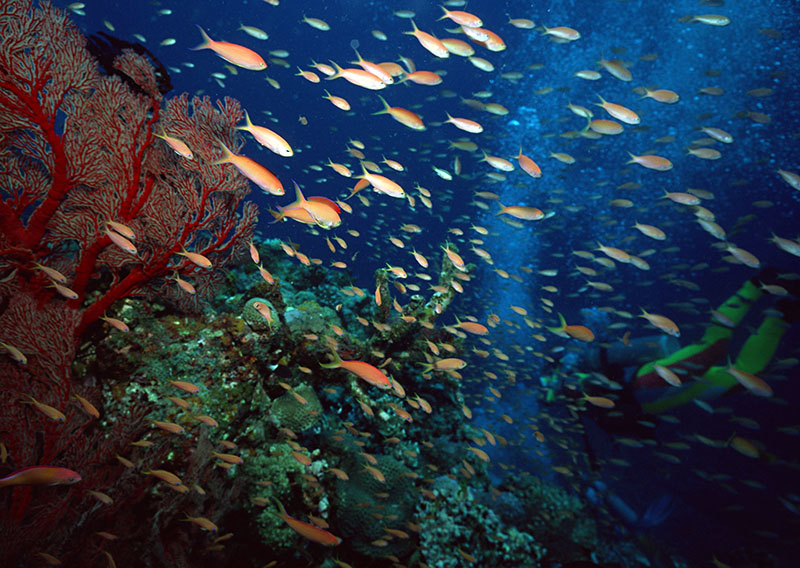 潛水要進行耳壓平衡