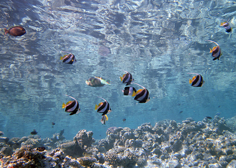 潛水時怎么進行耳壓平衡