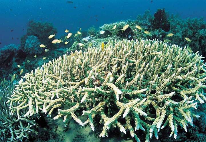 水下攝影之廣角的使用技巧