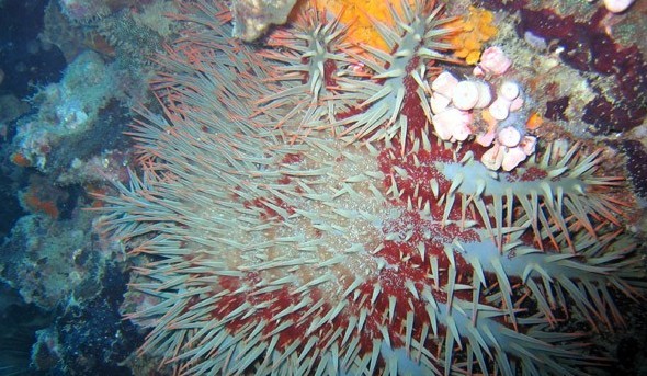水下被海洋生物傷害到了該怎么辦？